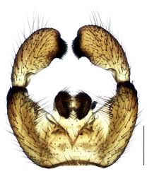 Attēlu rezultāti vaicājumam “Sciara analis”