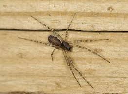 Attēlu rezultāti vaicājumam “Neriene montana”