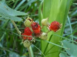 Attēlu rezultāti vaicājumam “Rubus caesius fruit”