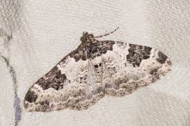 Attēlu rezultāti vaicājumam “Xanthorhoe fluctuata”