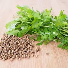 Image result for Koriander
