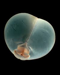 Attēlu rezultāti vaicājumam “Chaetophora pisiformis”