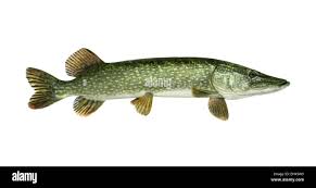 Image result for Esox lucius