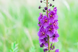 Attēlu rezultāti vaicājumam “Verbascum”