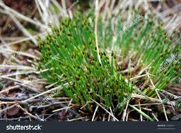 Attēlu rezultāti vaicājumam “Trichophorum cespitosum”