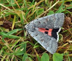 Attēlu rezultāti vaicājumam “Catocala pacta”