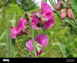 Attēlu rezultāti vaicājumam “Lathyrus latifolius fruit”