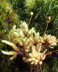 Attēlu rezultāti vaicājumam “Cephalozia bicuspidata sporophyte”