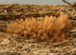 Attēlu rezultāti vaicājumam “Arcyria minuta stalked”