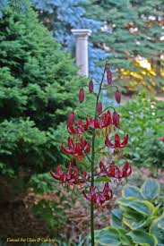 Image result for Lilium martagon `Manitoba Fox`