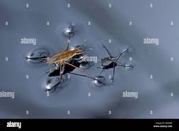 Attēlu rezultāti vaicājumam “Gerridae imago”