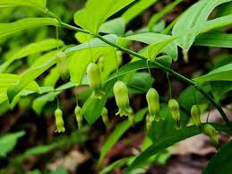 Attēlu rezultāti vaicājumam “Polygonatum odoratum bud”