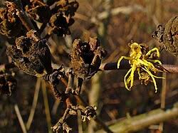 Attēlu rezultāti vaicājumam “Hamamelis virginiana flower”