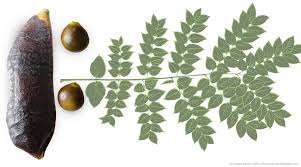 Attēlu rezultāti vaicājumam “Gymnocladus dioicus bud”