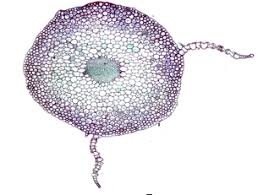 Attēlu rezultāti vaicājumam “Mnium”