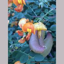 Image result for Colutea x media (arborescens x orientalis)