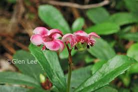 Attēlu rezultāti vaicājumam “Chimaphila umbellata”