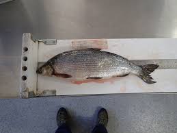 Image result for Coregonus albula