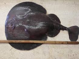 Image result for Tetronarce nobiliana