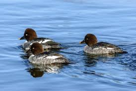 Attēlu rezultāti vaicājumam “Bucephala clangula”