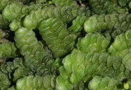 Attēlu rezultāti vaicājumam “Cephalozia loitlesbergeri”