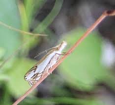 Attēlu rezultāti vaicājumam “Crambus”