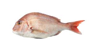 Image result for Pagrus pagrus