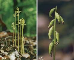 Attēlu rezultāti vaicājumam “Corallorhiza trifida”