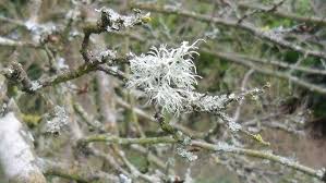 Attēlu rezultāti vaicājumam “Ramalina farinacea”