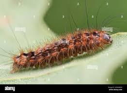 Attēlu rezultāti vaicājumam “Nola confusalis”