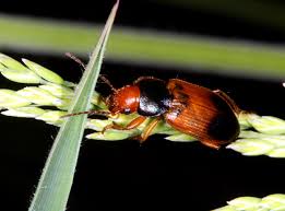 Attēlu rezultāti vaicājumam “Diachromus germanus”