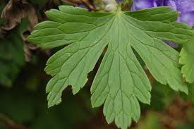 Attēlu rezultāti vaicājumam “Aconitum napellus leaf”