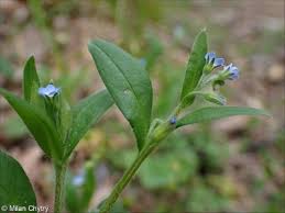 Attēlu rezultāti vaicājumam “Myosotis sparsiflora flower”