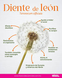 Image result for diente de leon