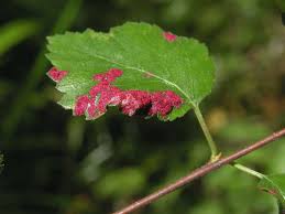 Attēlu rezultāti vaicājumam “Acalitus longisetosus”