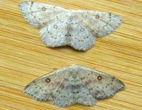 Attēlu rezultāti vaicājumam “Cyclophora albipunctata”