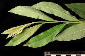Attēlu rezultāti vaicājumam “Salix myrsinifolia”