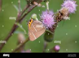 Attēlu rezultāti vaicājumam “Satyrium w-album underside”