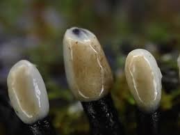 Attēlu rezultāti vaicājumam “Holwaya mucida”