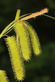Attēlu rezultāti vaicājumam “Carex cespitosa flower”