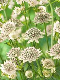 Attēlu rezultāti vaicājumam “Astrantia major fruit”