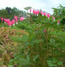 Image result for tränendes Herz