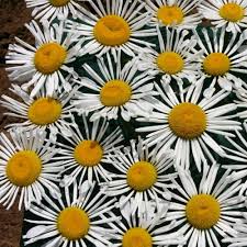 Image result for Chrysanthemum leucanthemum