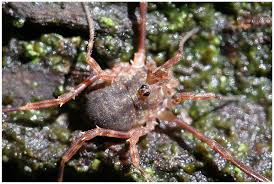 Attēlu rezultāti vaicājumam “Lophopilio palpinalis”