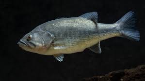 Image result for Micropterus