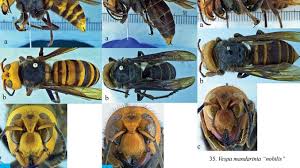 Attēlu rezultāti vaicājumam “Vespa crabro”