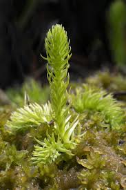 Attēlu rezultāti vaicājumam “Lycopodiella inundata”