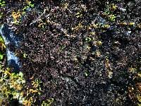 Attēlu rezultāti vaicājumam “Leptogium lichenoides”