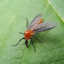 Attēlu rezultāti vaicājumam “Bibionidae”