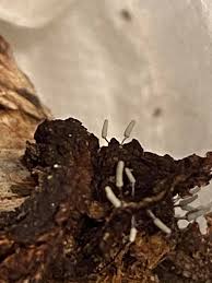 Attēlu rezultāti vaicājumam “Collaria arcyrionema stalked”